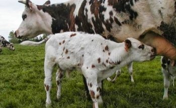 Clinica Veterinaria Savega
