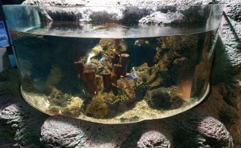 Sylt Aquarium