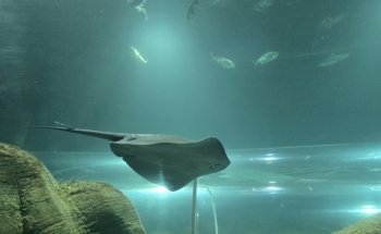 Sylt Aquarium