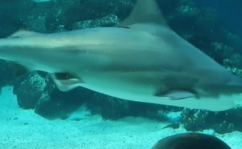 Sylt Aquarium