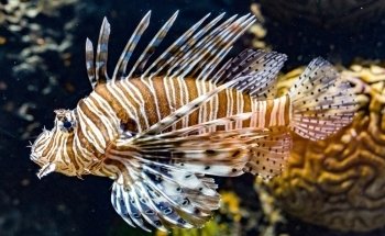 Sylt Aquarium