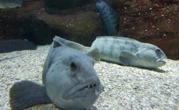 Sylt Aquarium
