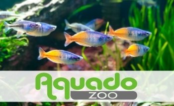 Aquado Zoo, Nils Naujoks