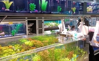 Aquado Zoo, Nils Naujoks