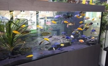 Aquado Zoo, Nils Naujoks