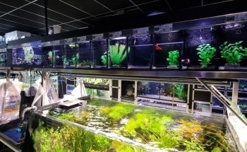 Aquado Zoo, Nils Naujoks