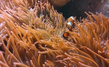 Aquarium