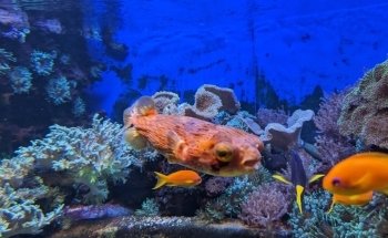 Aquarium