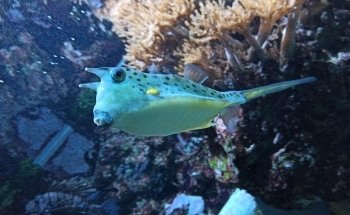 Aquarium
