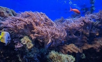 Aquarium