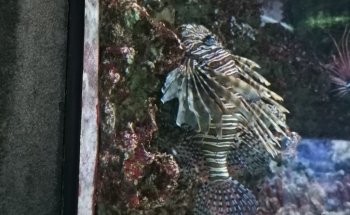 Aquarium