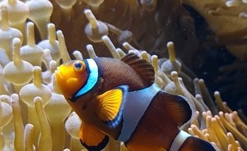 Aquarium
