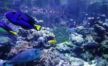 Aquarium