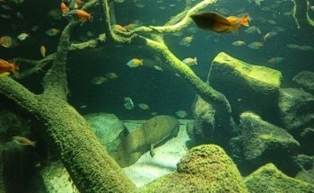 Aquarium