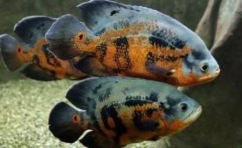 Marine Aquarium on Fichtelberg