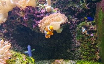 Marine Aquarium on Fichtelberg