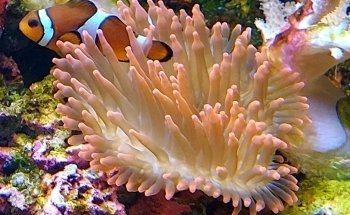 Marine Aquarium on Fichtelberg