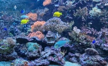 Marine Aquarium on Fichtelberg
