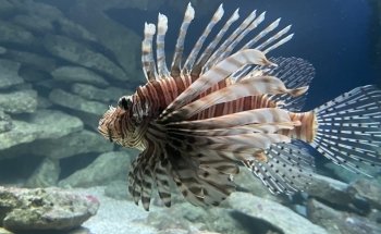 Marine Aquarium on Fichtelberg