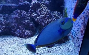 Marine Aquarium on Fichtelberg