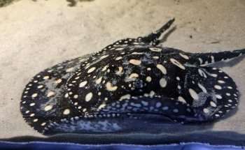 Meeresaquarium-Exotarium Nautiland