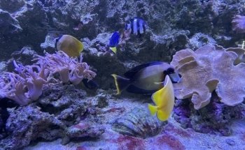 Meeresaquarium-Exotarium Nautiland