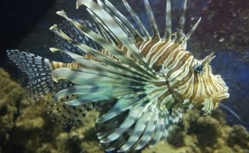 Meeresaquarium-Exotarium Nautiland