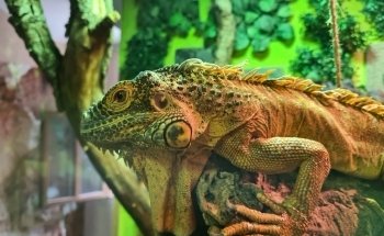 Meeresaquarium-Exotarium Nautiland