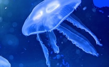 Nordsee Aquarium Borkum