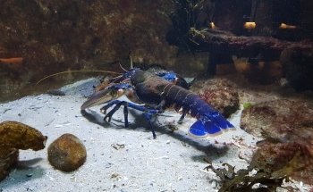Nordsee Aquarium Borkum