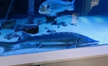 Nordsee Aquarium Borkum