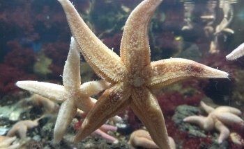 Nordsee Aquarium Borkum