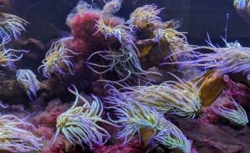 Nordsee Aquarium Borkum