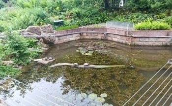 Outdoor aquarium and -Terrarium