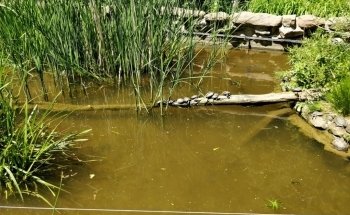 Outdoor aquarium and -Terrarium