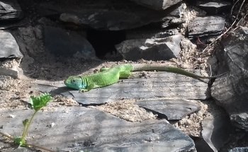 Outdoor aquarium and -Terrarium
