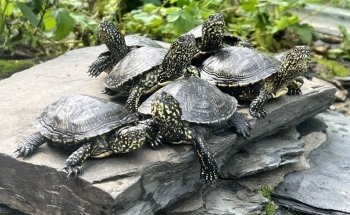 Outdoor aquarium and -Terrarium