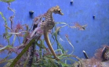 Aquarium am Hafen