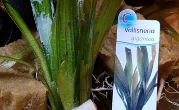 aquaristic.net