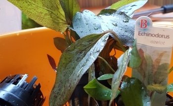 aquaristic.net