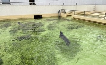 Seal Pool