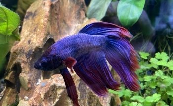 Zündorfer Aquaristik