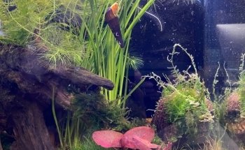 Zündorfer Aquaristik
