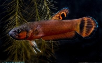 Zündorfer Aquaristik