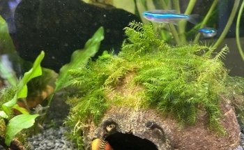 Zündorfer Aquaristik