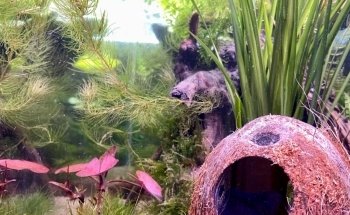 Zündorfer Aquaristik