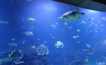 Aquarium