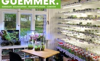 Garnelen-Guemmer