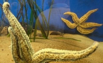 Marine Biology Station Laboe