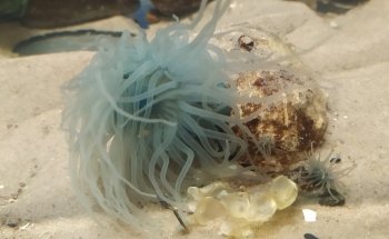 Marine Biology Station Laboe